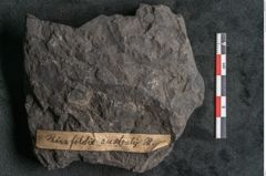 Foto (Detailansicht) von Thinnfeldia australis Ettingshausen (NHMW-GEO-2024-0188-10311)